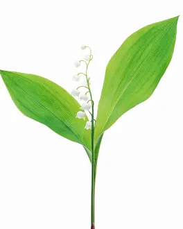 Convallaria: Lily-of-the-valley