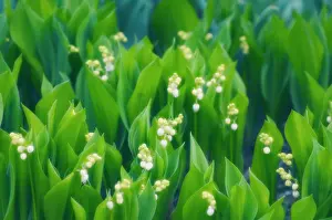 Convallaria: Lily-of-the-valley