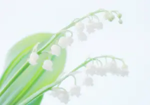 Convallaria: Lily-of-the-valley