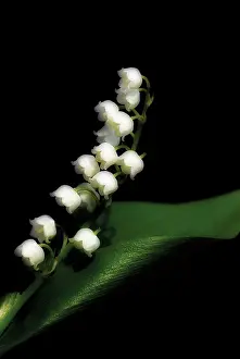 Convallaria: Lily-of-the-valley