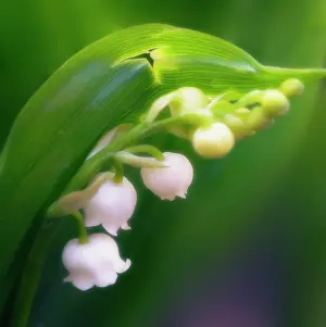 Convallaria: Lily-of-the-valley