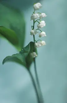 Convallaria: Lily-of-the-valley