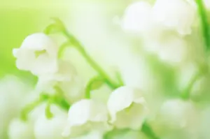 Convallaria: Lily-of-the-valley
