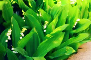 Weak: Lily-of-the-valley