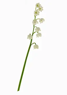 Convallaria: Lily-of-the-valley