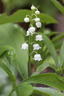 Convallaria: Lily-of-theValley, May Liliy, Convallaria majalis