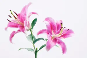 Lilium: Lily