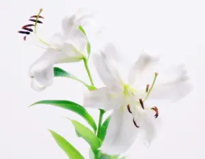 Sympathy: Lily