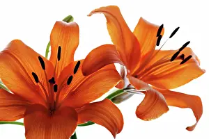 Optimism: Lily