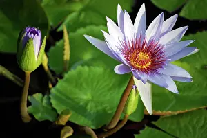 Cayman: Lily pads on the lake at the Queen Elizabeth