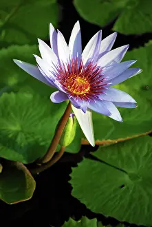 Cayman: Lily pads on the lake at the Queen Elizabeth