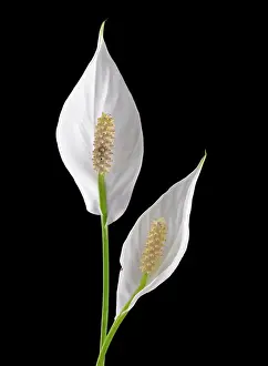 Spathiphyllum: Lily