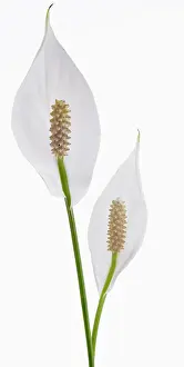 Spathiphyllum: Lily