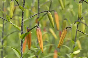 Lilium: Lily, Tiger lily, Lilium lancifolium, Orange subject