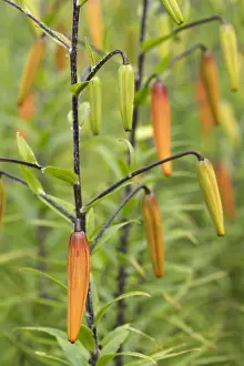 Lilium: Lily, Tiger lily, Lilium lancifolium, Orange subject