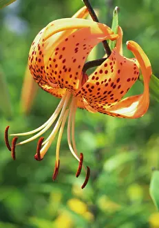 Turkscap: Lily