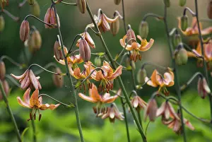 Turkscap: Lily