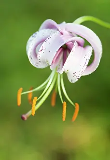 Lilium: Lily, Turkscap lily, Lilium martagon, A single flower