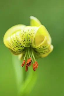 Turkscap: Lily