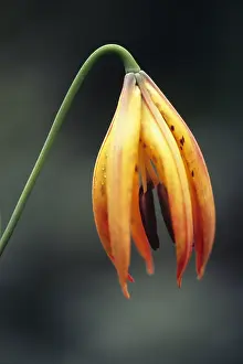 Superbum: Lily