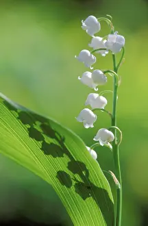 Convallaria: LILY OF THE VALLEY
