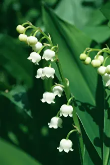 Convallaria: LILY OF THE VALLEY