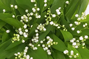 Convallaria: LILY OF THE VALLEY