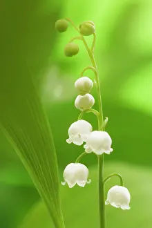 Convallaria: LILY OF THE VALLEY