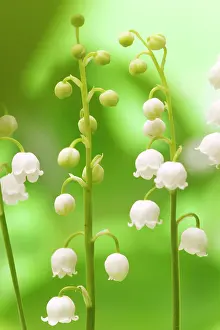 Convallaria: LILY OF THE VALLEY