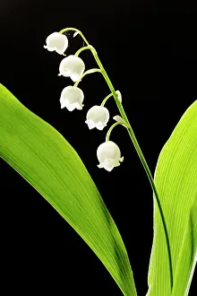 Convallaria: LILY OF THE VALLEY
