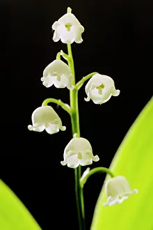 Convallaria: LILY OF THE VALLEY