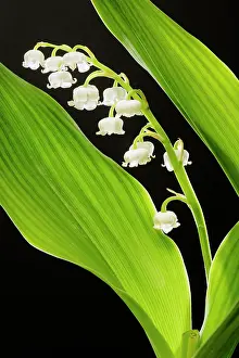 Convallaria: LILY OF THE VALLEY