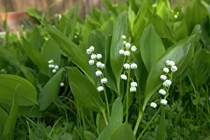 Convallaria: LILY OF THE VALLEY