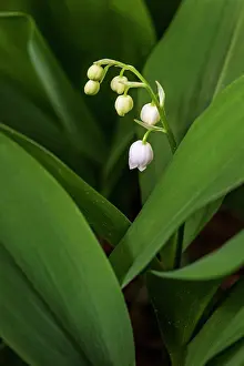 Convallaria: Lily of the Valley