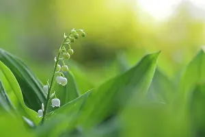 Convallaria: Lily Of The Valley
