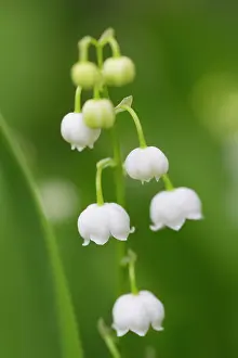 Convallaria: Lily of the Valley