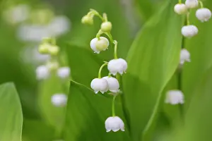 Convallaria: Lily of the Valley