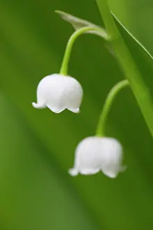 Convallaria: Lily of the Valley