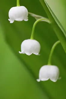 Convallaria: Lily of the Valley
