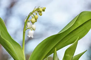 Bells: Lily of the Valley - Flower - UK