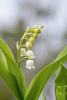 Grow: Lily of the Valley - Flower - UK