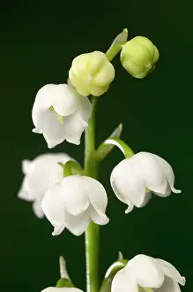 Convallaria: Lily of the Valley Flowers