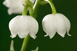 Convallaria: Lily of the Valley Flowers