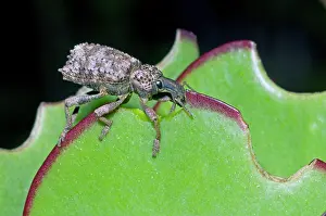 Weevils: Lily Weevil - feeding on leaves of Pig's Ears (Cotyledon
