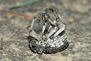 Feigning: Lily Weevil - feigning death in response to being disturbed