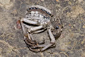 Feigning: Lily Weevil - feigning death in response to being disturbed