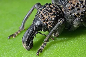 Aloes: Lily Weevil - ground dwelling beetle feeding on