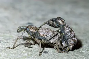Weevils: Lily weevils mating