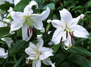 Ake Lindau: LILY - x three flowers