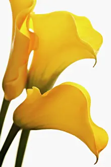 Arum: Lily